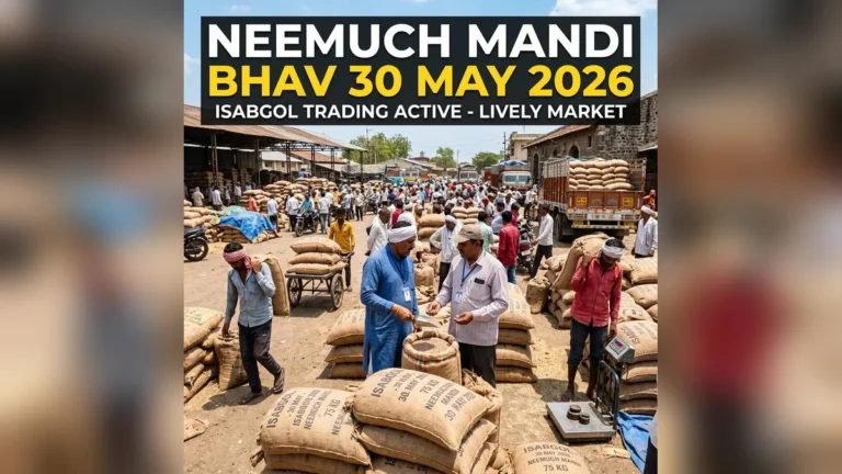 नीमच मंडी भाव 30 मई 2026: ईसबगोल 14000 रुपये तक बिका, देखें आज के ताजा मंडी भाव
